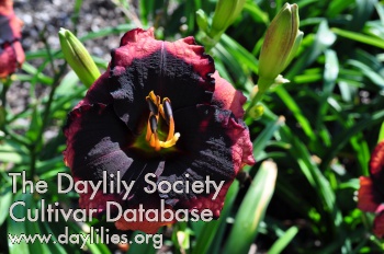 Daylily Broadway Last Mohican